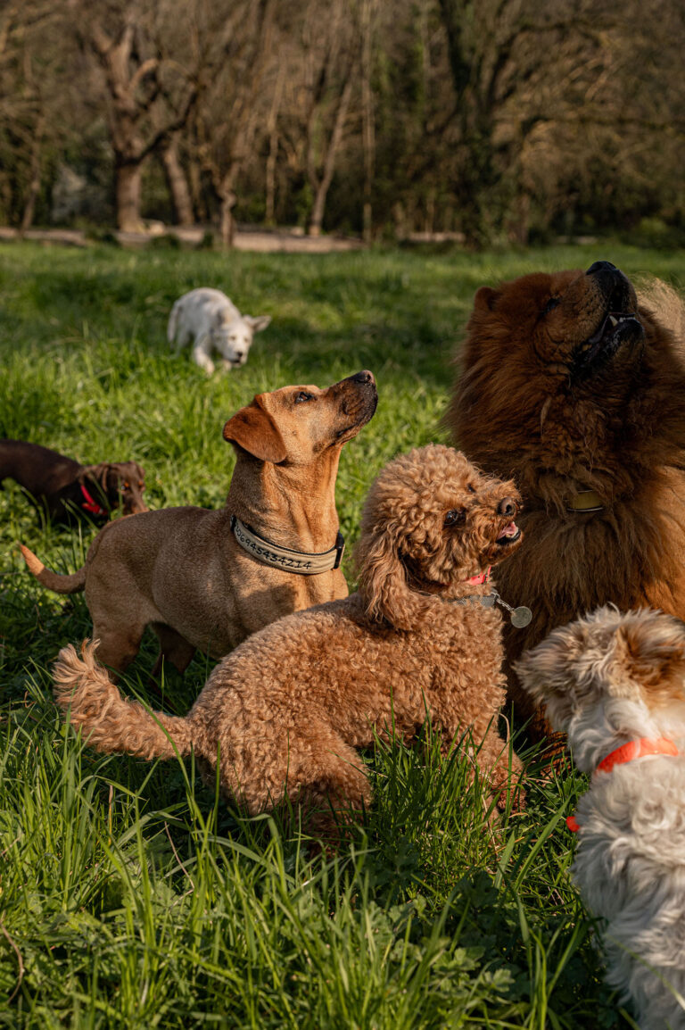 Chiens en action : un groupe de chiens joue et court librement dans le parc.