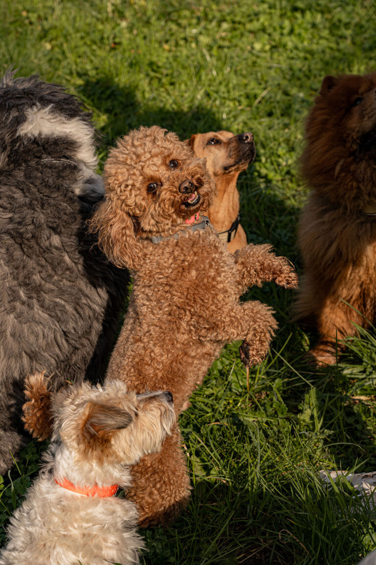 Portrait d’un caniche attentif au milieu d’une joyeuse meute en pleine séance de jeu.