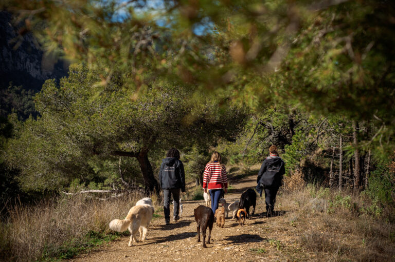 Service de garde et promenade de chiens en action : professionnalisme et amour des animaux.