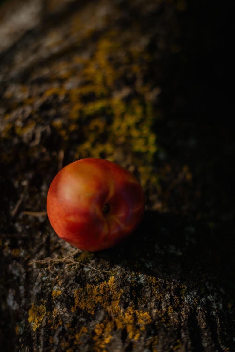 Une pêche posée sur la branche, écho au fruit défendu – Photographie symbolique, portrait métaphorique Nice.